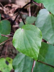 Piper excelsum excelsum