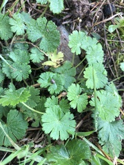 Geranium rotundifolium