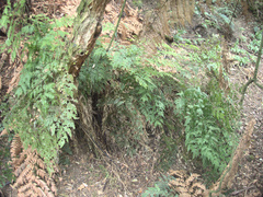 Pteris macilenta