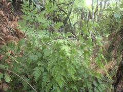 Pteris macilenta
