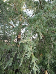 Cedrus atlantica