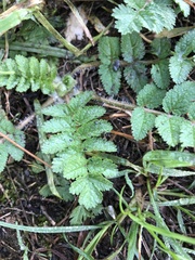 Erodium moschatum
