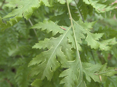Pteris macilenta