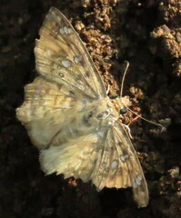 Caprona