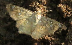 Caprona