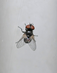 Phasia barbifrons