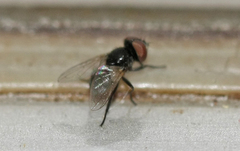 Phasia barbifrons