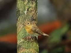 Ficedula mugimaki