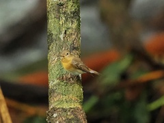 Ficedula mugimaki