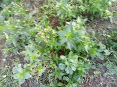 Mercurialis annua