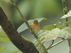 Ficedula mugimaki