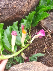 Harpagophytum zeyheri