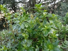 Mercurialis annua
