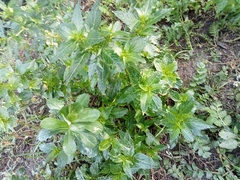 Mercurialis annua