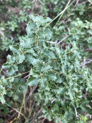 Quercus coccifera