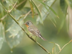 Ficedula mugimaki