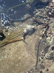 Clinocottus globiceps