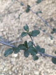 Ceanothus tomentosus olivaceus