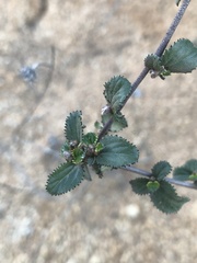 Ceanothus tomentosus olivaceus