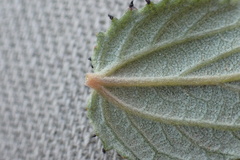 Ceanothus tomentosus olivaceus
