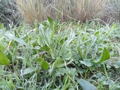 Plantago lagopus