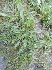 Plantago lagopus