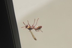 Polistes badius