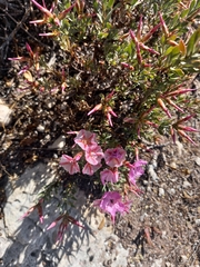 Limonium peregrinum