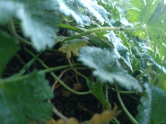 Geranium rotundifolium