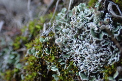 Cladonia pyxidata