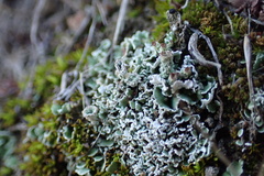 Cladonia pyxidata