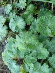 Geranium rotundifolium