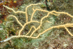 Eunicella cavolini