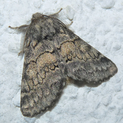 Gluphisia crenata