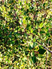 Rhamnus alaternus