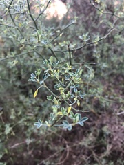 Calicotome spinosa