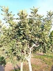 Ceratonia siliqua