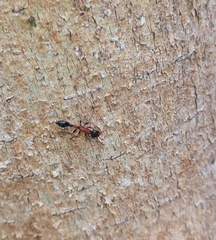 Tetraponera rufonigra