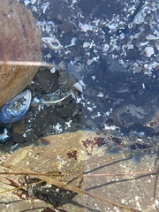 Clinocottus globiceps