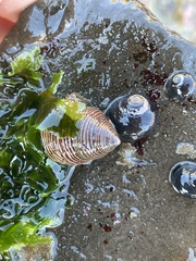 Calliostoma ligatum