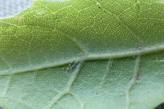 Quercus agrifolia agrifolia