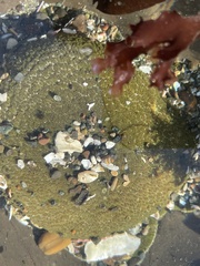 Anthopleura