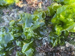 Ulva lactuca