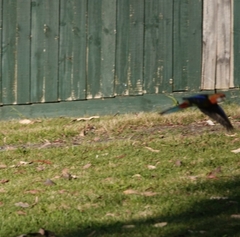 Platycercus eximius eximius