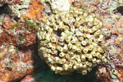 Cladocora caespitosa