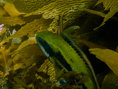 Heteroscarus acroptilus