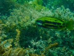 Heteroscarus acroptilus