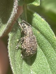 Phlyctinus callosus