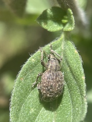 Phlyctinus callosus