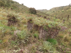 Espeletia rabanalensis